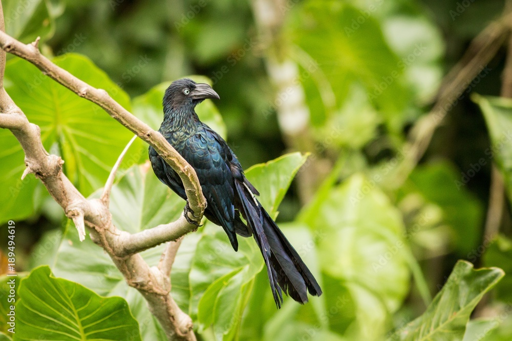 Fototapeta premium Greater Ani (Crotophaga Major)