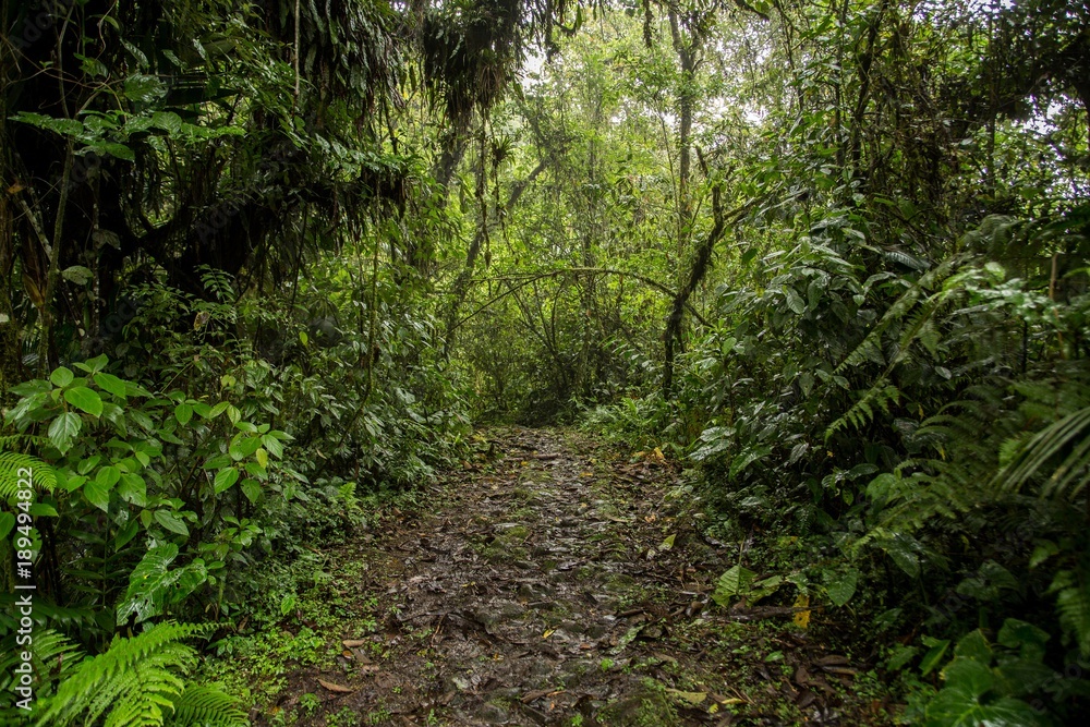 Rain forest, trees and plants Rain forest, trees and plants