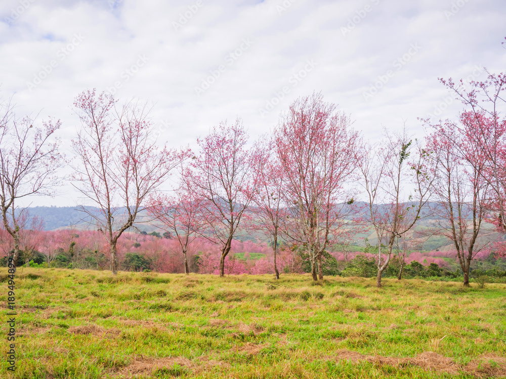 Thai cherry blossom tree full blooming in the forest at Phu Lom Lo, Thailand Thai cherry blossom tree full blooming in the forest at Phu Lom Lo, Thailand