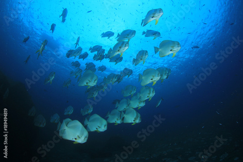 Longfin Spadefish (Batfish) fish underwater