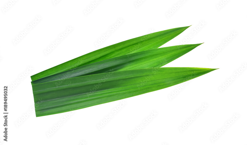fresh green pandan leaves isolated on white background fresh green pandan leaves isolated on white background