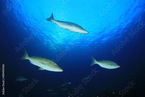Fish on underwater coral reef © Richard Carey