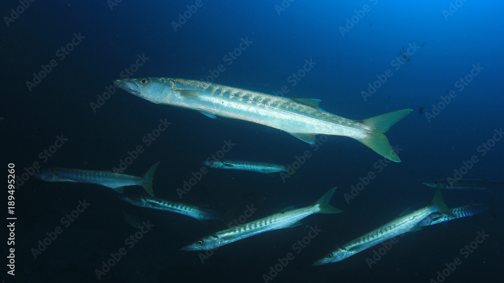 Naklejka premium School of Barracuda fish in ocean