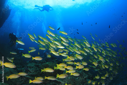 Fototapeta Naklejka Na Ścianę i Meble -  Scuba dive coral reef