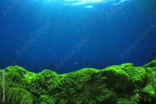 Stampa su tela Green algae blue water underwater background