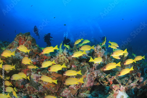 Fototapeta Naklejka Na Ścianę i Meble -  Scuba dive coral reef
