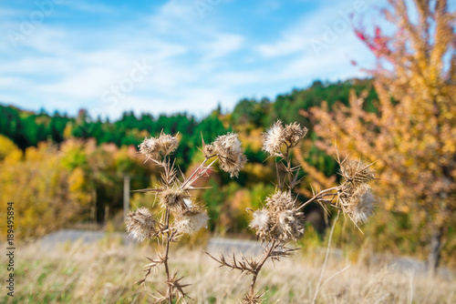 Dry thistle flower in front and tree with completely red leaves against an orange and evergreen tree covered mountain side in the background. Beautiful, colorful autumn nature