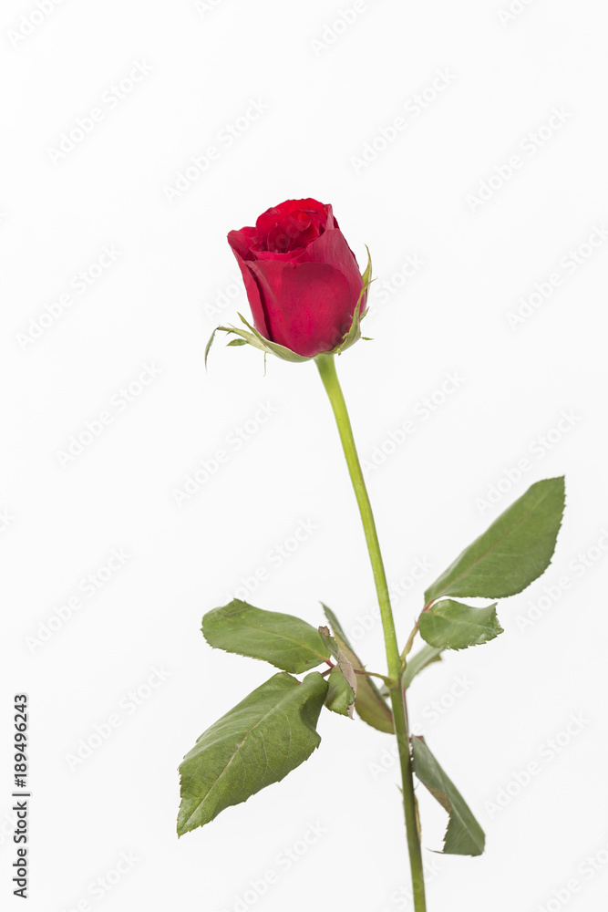 Obraz premium Red roses isolated on white background