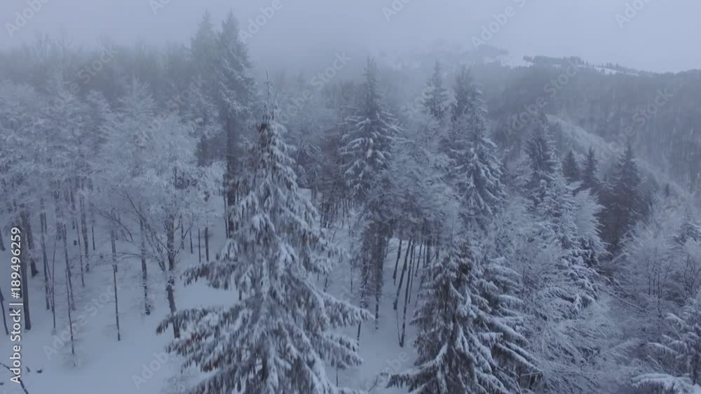 Flying Over Frozen Forest in the Winter Flying Over Frozen Forest in the Winter