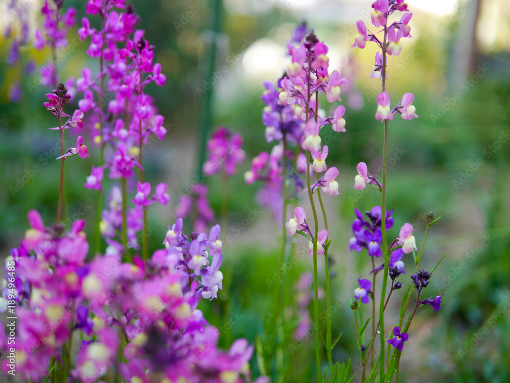 ヒメキンギョソウの花 Stock Photo Adobe Stock
