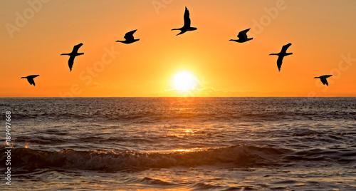 A sunrise on the sea with bird silhouettes