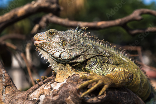 Terrestrial Iguanas © ecuadorquerido