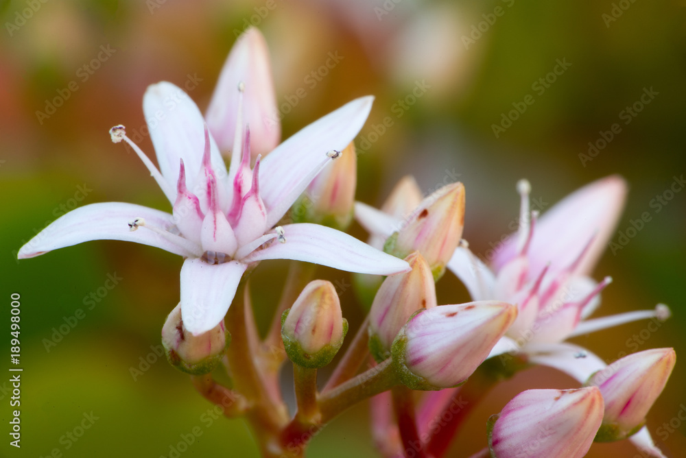 Macro photograph of some beautiful white flowers Macro photograph of some beautiful white flowers