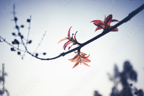 Red leaves on a branch with blue sky,vintage filter © sorrapongs