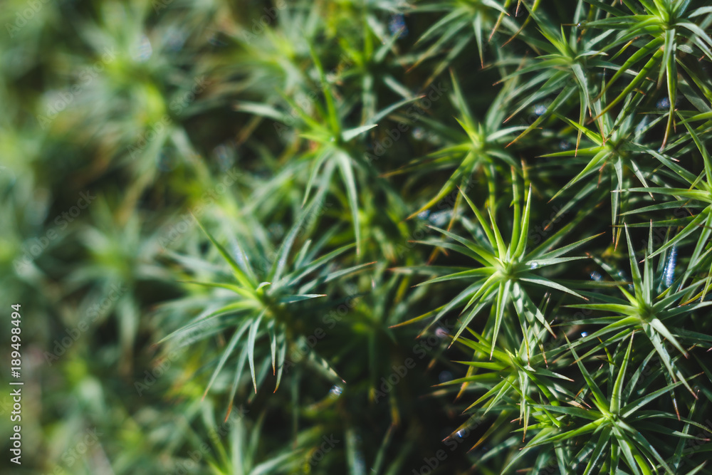 Green moss in mountain forest, close up texture. Green moss in mountain forest, close up texture.