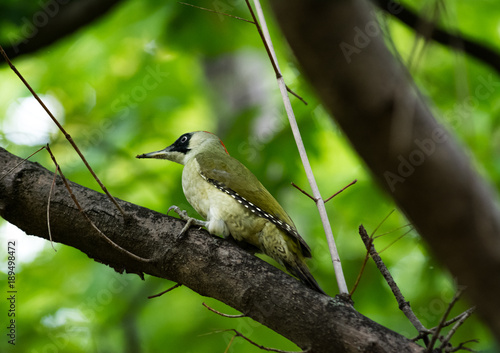 Woodpecker