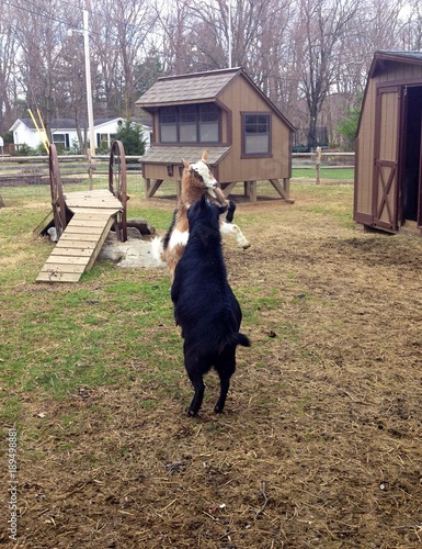 Goats are the best 