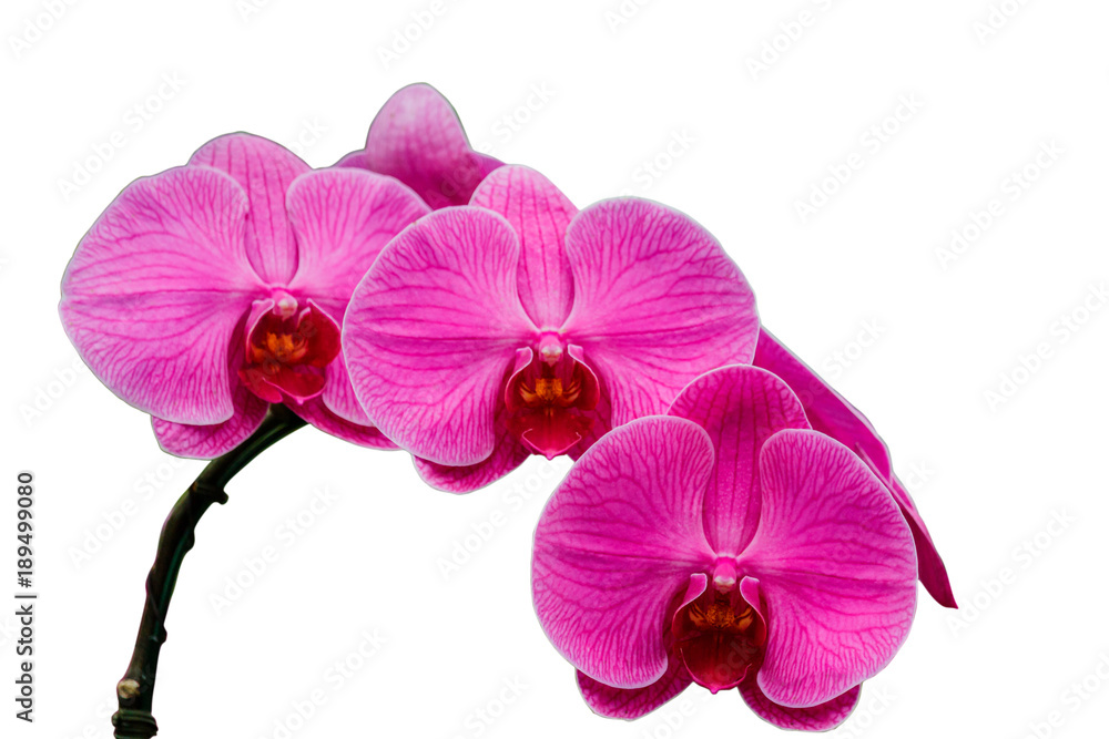 Fototapeta premium Orchid flower in orchid garden isolate white background with clipping path