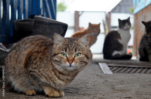 Canvas Print Сats sitting in line or queue and waiting for freshly drained milk