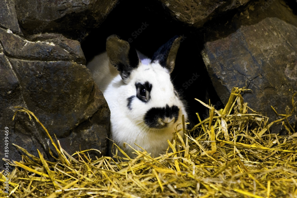 Rabbit bunny in hole sitting at home. Black and white fluffy rabbit or  bunny on animal