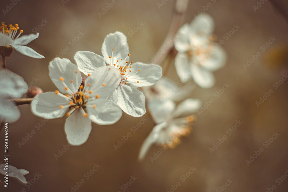 Flowers of cherry blossoms on a spring day. Close-up cherry spring blossom on brown blurred background. White blossom of cherry tree branches in early spring. Garden cherry trees in spring bloom macro Flowers of cherry blossoms on a spring day. Close-up cherry spring blossom on brown blurred background. White blossom of cherry tree branches in early spring. Garden cherry trees in spring bloom macro