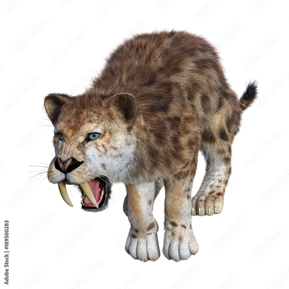 Obraz premium 3D Rendering Sabertooth Tiger on White