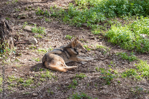 Wallpaper Mural Grey Wolf (Canis lupus) in the nature Torontodigital.ca