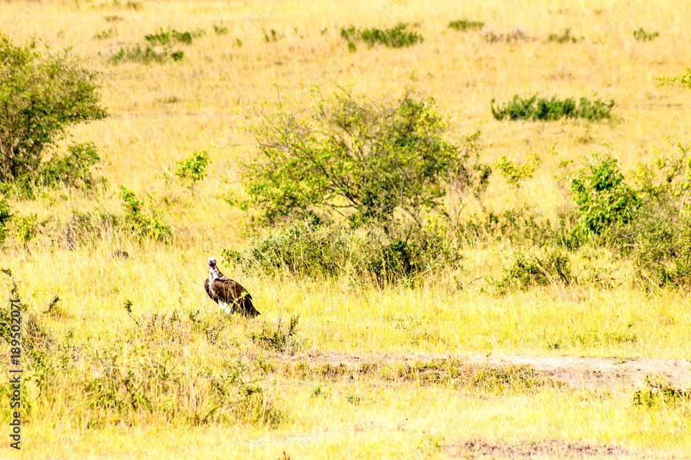 Vulture scavenger posed at the top of an acacia in the park of Masai Mara in North West Kenya