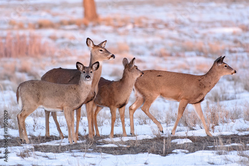 Wild Deer on the High Plains of Colorado - White-Tailed Does Gathered in a Snowy Field