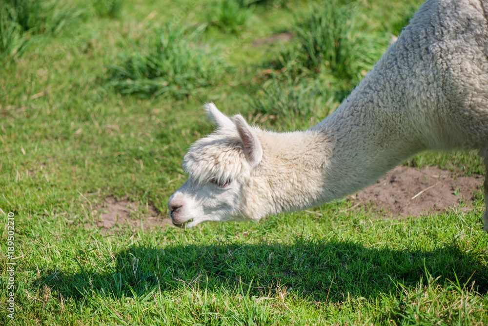 Obraz premium Young alpaca in farmland. Lama is eating grass. Green background