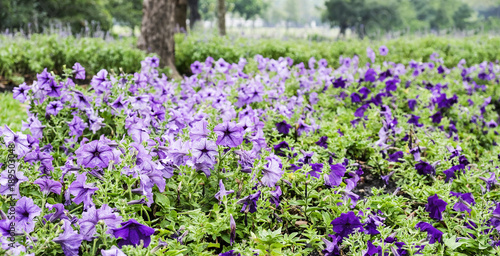 Violet flower in the garden © ArtBackground