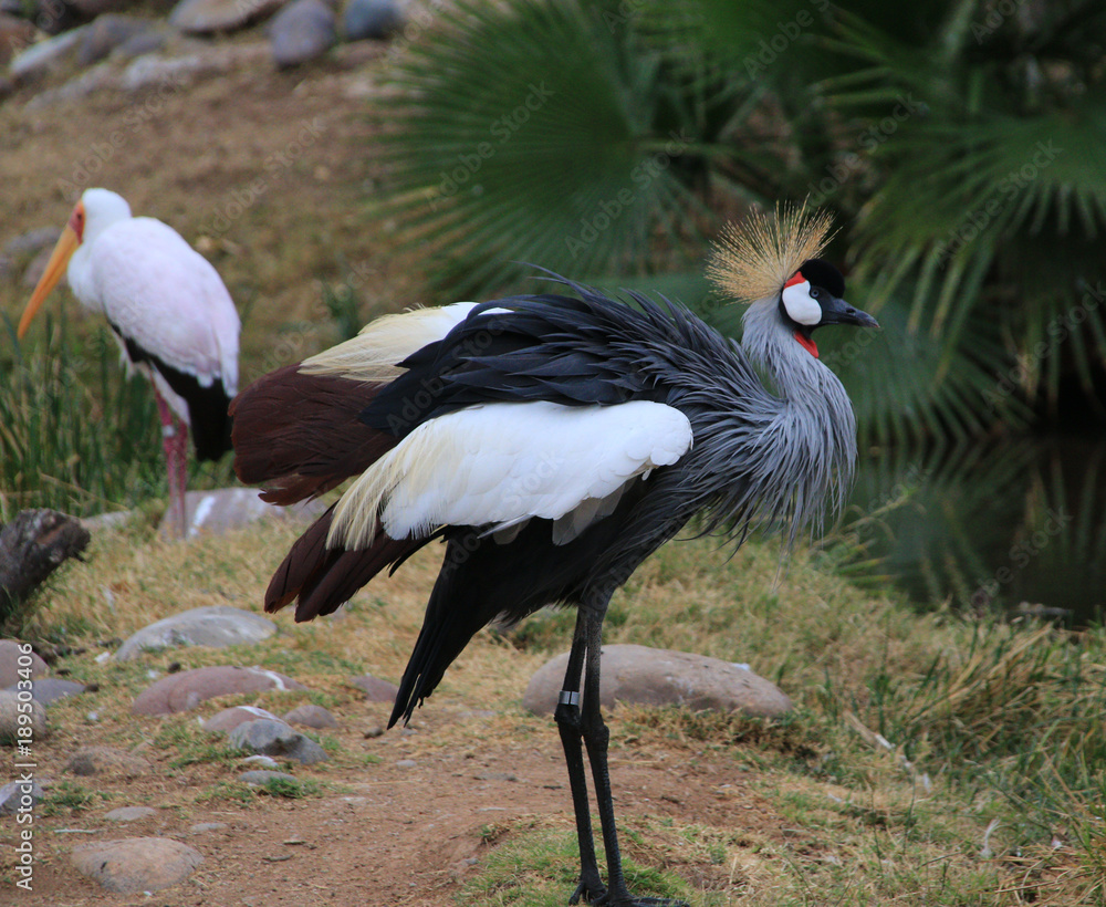 Fototapeta premium crowned crane