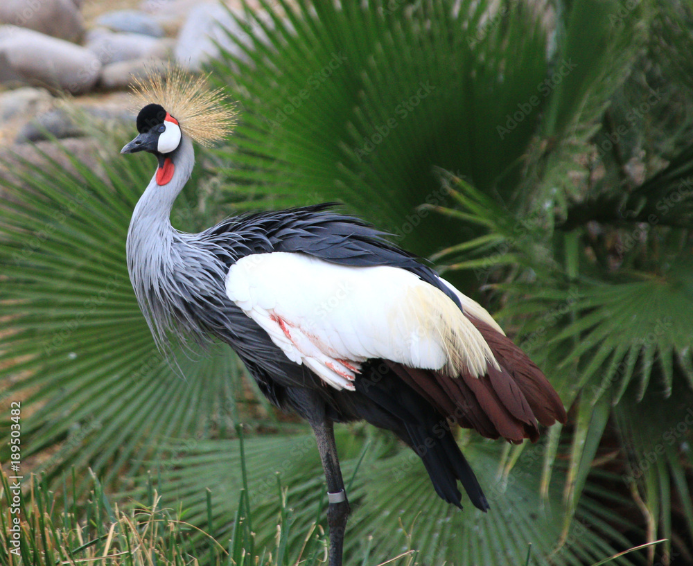 Obraz premium crowned crane