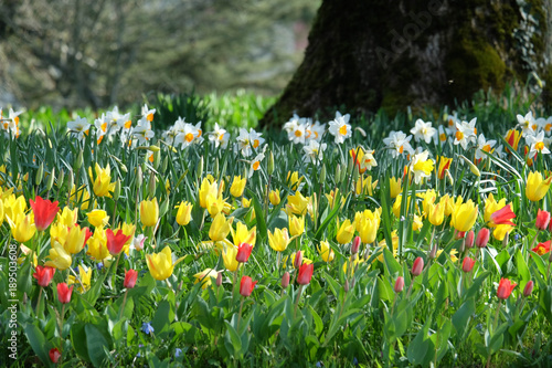 Fototapeta Naklejka Na Ścianę i Meble -  Blütenmeer im Frühling