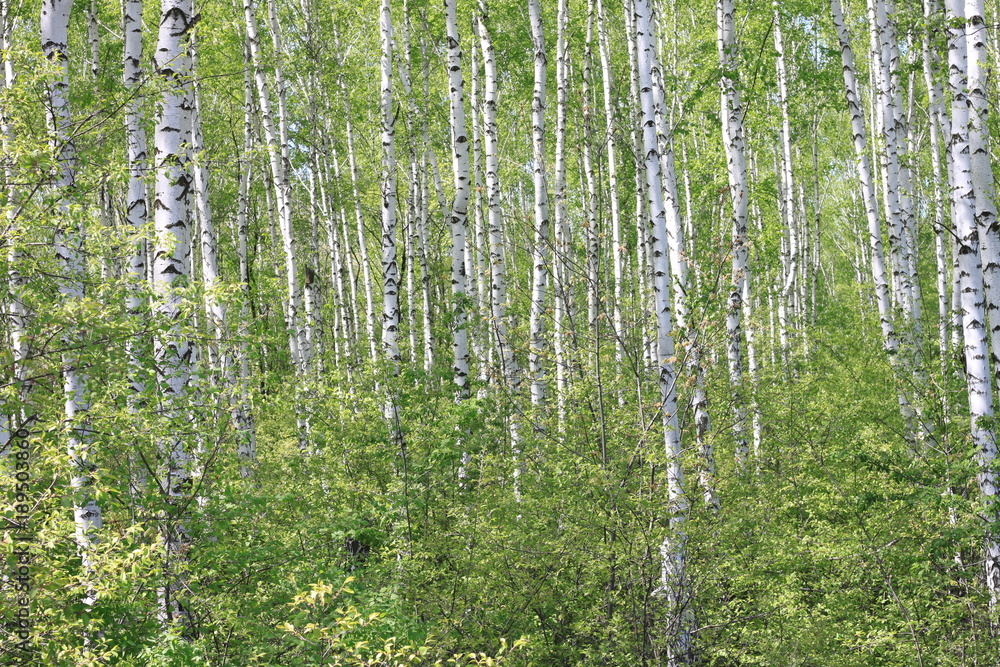Fototapeta premium Beautiful young birch trees with green leaves in summer in sunny weather