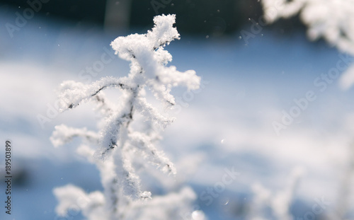 frozen plants in winter