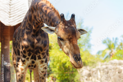 Fototapeta Naklejka Na Ścianę i Meble -  Giraffe in the zoo at dusit zoo thailand