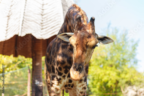 Fototapeta Naklejka Na Ścianę i Meble -  Giraffe in the zoo at dusit zoo thailand