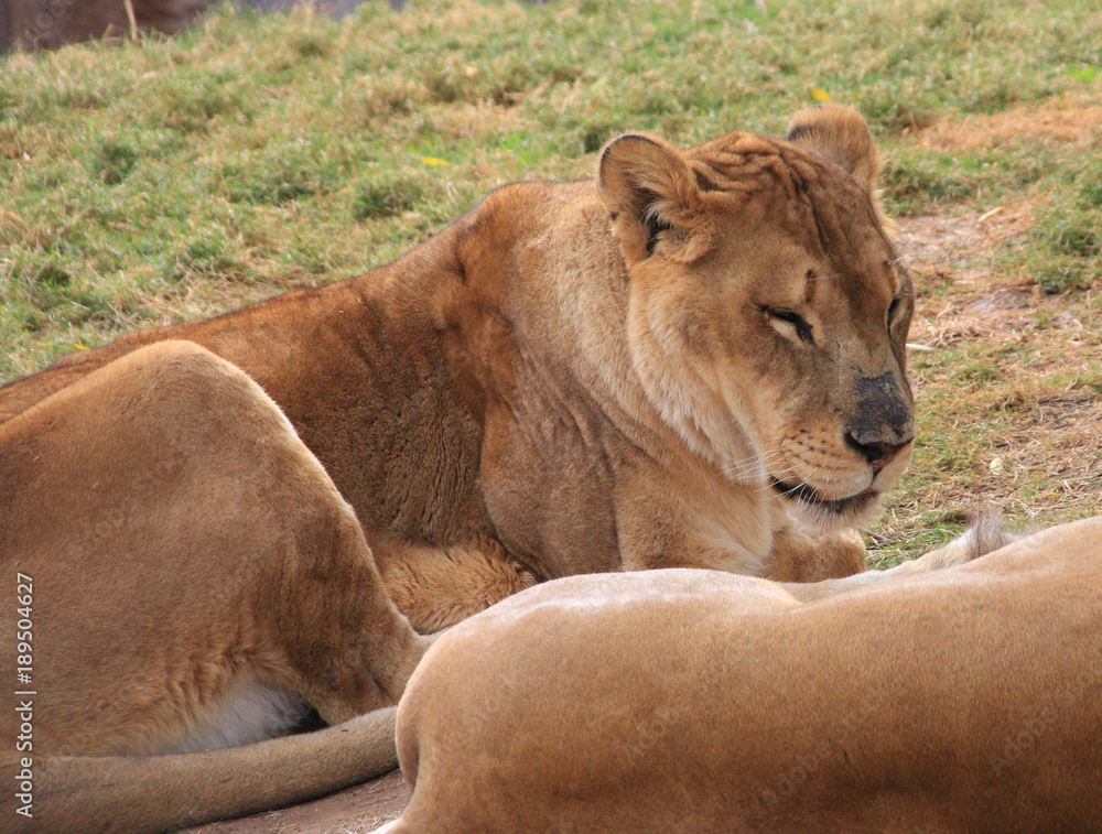 Naklejka premium lioness falling asleep
