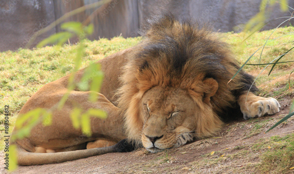 Obraz premium lion napping