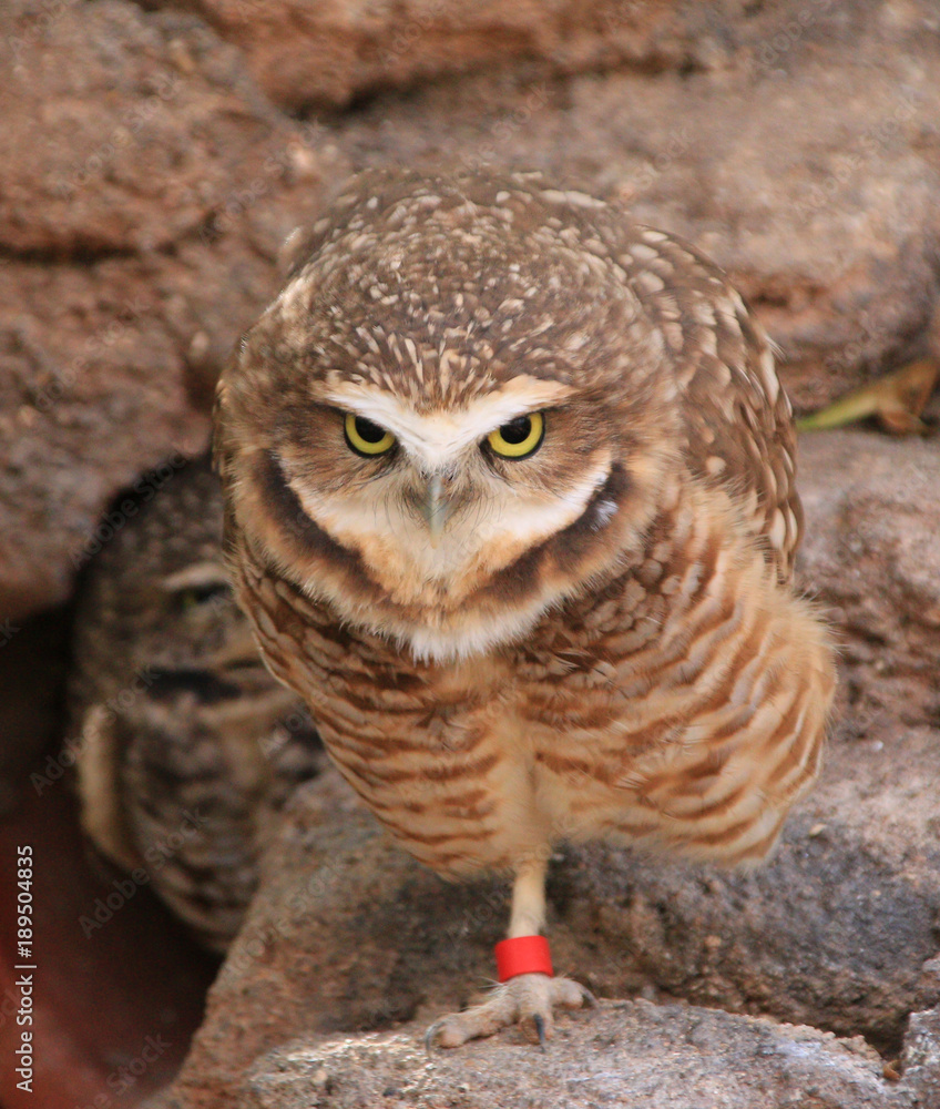 Naklejka premium owl looking