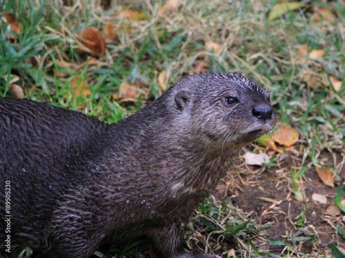 Otter looking