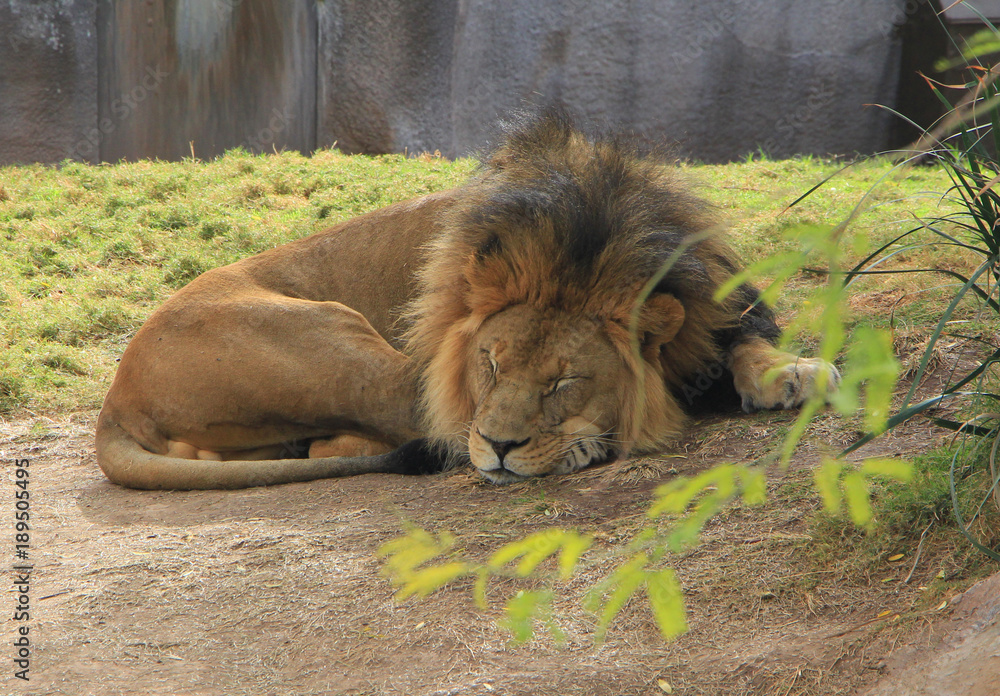 Lion napping Lion napping