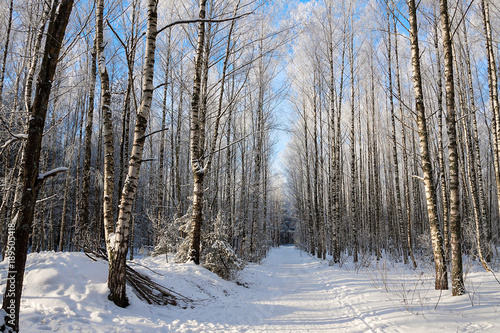Wallpaper Mural beautiful snowy winter landscape Torontodigital.ca