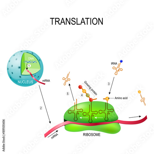 translation (biological protein synthesis)