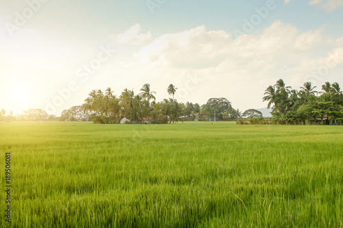 A green field of growing rice  a blue sky with rare white clouds  tropical trees on the horizon  a bright sunset sun