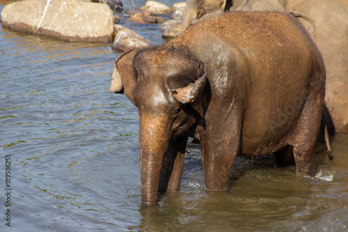 Sri Lanka  Pinawella Cattery. Elephants are bathing and washing in the river  among brown stones