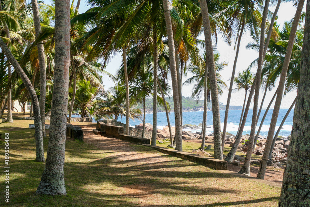 Obraz premium Sunny day. Green shady palm avenue (road) along the beach with large stones boulders. Blue sea, waves, surf.