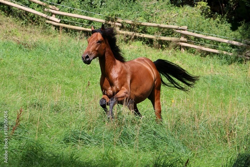 brauner quarter Horse rennt auf der Koppel im Sonnenschein