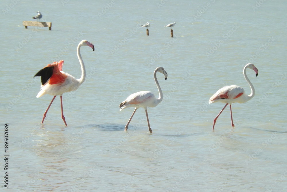 Trio of Flamingos